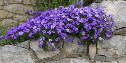 Jak pěstovat sekání? Krajina designéři a zahradníci odhalují všechna tajemství